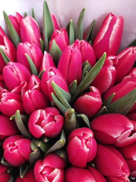 Успейте забронировать тюльпаны на 8 марта! Стоимость от 32,99 руб