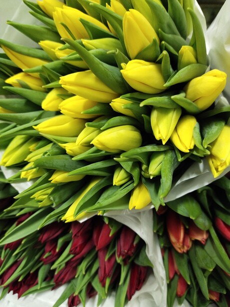 Голландские тюльпаны от 39,99 руб в наличии!