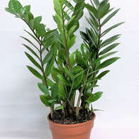 Замиокулькас Замиифолия Zamiifolia 12/35