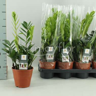 Замиокулькас Замиифолия Zamiifolia 14/50