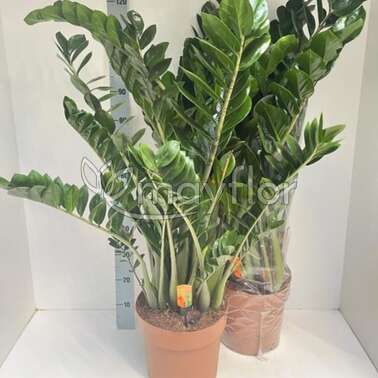 Замиокулькас Замиифолия ZAMIIFOLIA 30/120