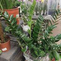Замиокулькас Замиифолия Zamiifolia 17/80