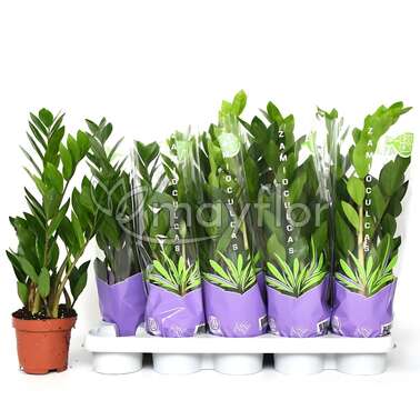 Замиокулькас Замиифолия Zamiifolia 12/50