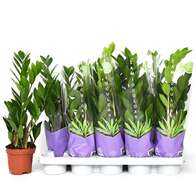 Замиокулькас Замиифолия Zamiifolia 12/50